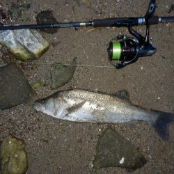 どシャロー‼ボトムごりごり‼